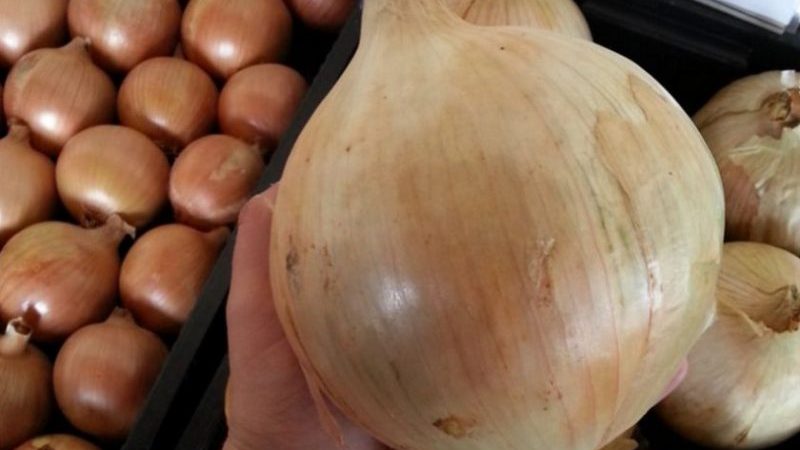 A large mid-season onion variety Globo: reviews of summer residents and features of agricultural technology