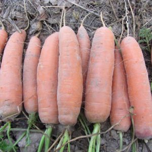 Douce variété de carottes Shantane Royal couleur orange vif
