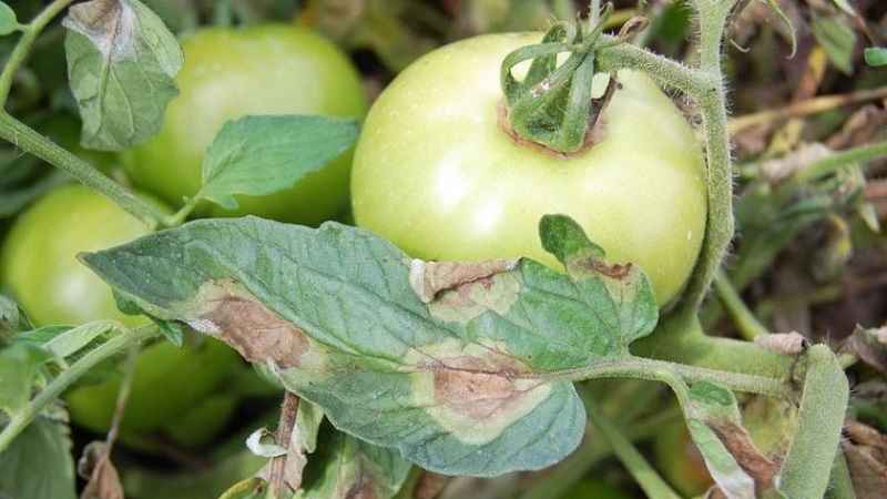 Ratowanie pomidorów drutem miedzianym przed zarazą pomidorów - mit czy rzeczywistość: pełna analiza
