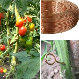 Záchrana medeným drôtom z plesni na rajčiakoch - mýtus alebo realita: úplná analýza