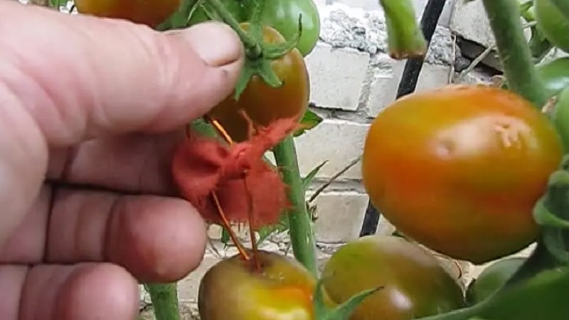 Rescue with copper wire from late blight on tomatoes - myth or reality: full analysis
