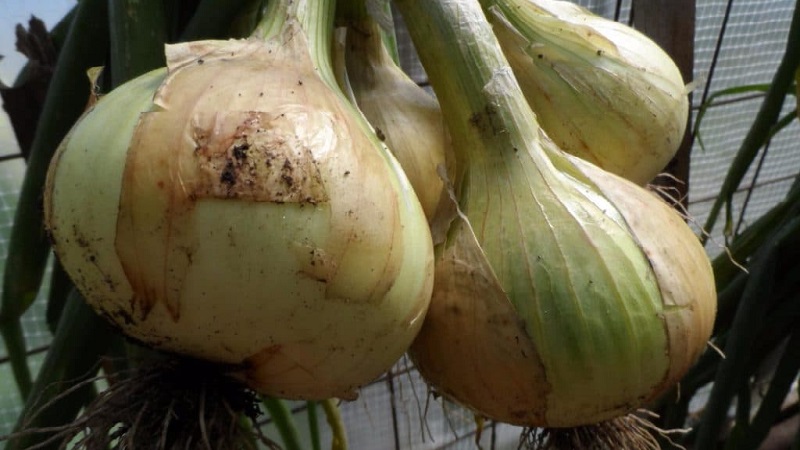 Medium late onion with very large heads Exible