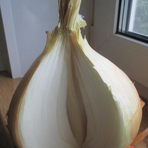 Medium late onion with very large heads Exible