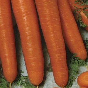 Mid-late Autumn King Carrot