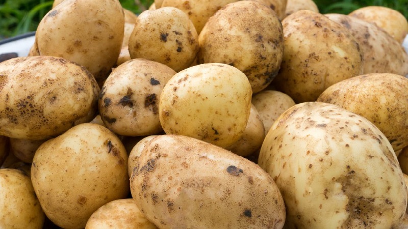 Vidutinio ankstyvumo derlingų bulvių santa