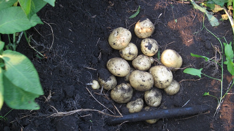 Vidutinio ankstyvumo derlingų bulvių santa