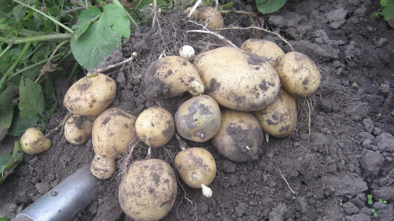 Mitten av tidigt potatisjultomten med hög avkastning