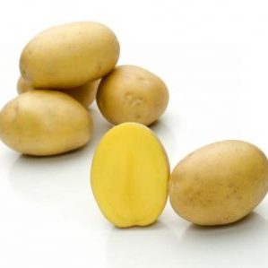 Vidutinio ankstyvumo derlingos bulvių veislės, turinčios stiprų imunitetą Belmondo