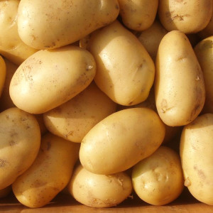 مجموعة متنوعة من البطاطس متوسطة الغلة مبكرة مع مناعة قوية بلموندو