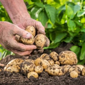 Medium early high-yielding potato variety with strong immunity Belmondo