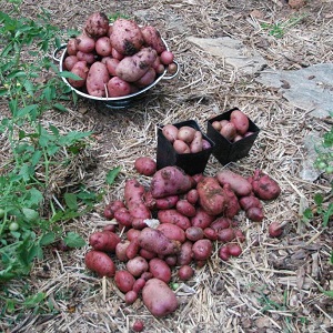 Mid-season potato variety Ryabinushka with pinkish peel