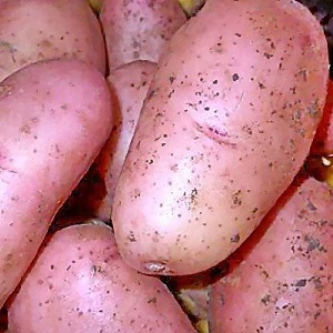 Mid-season na patatas iba't ibang Ryabinushka na may pinkish na alisan ng balat