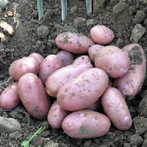 Mid-season potato variety Ryabinushka with pinkish peel