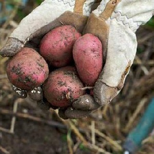 Mid-season na patatas iba't ibang Ryabinushka na may pinkish na alisan ng balat