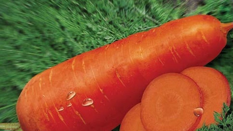 Uma variedade de cenoura de meia temporada com alto rendimento: inverno em Moscou A 515