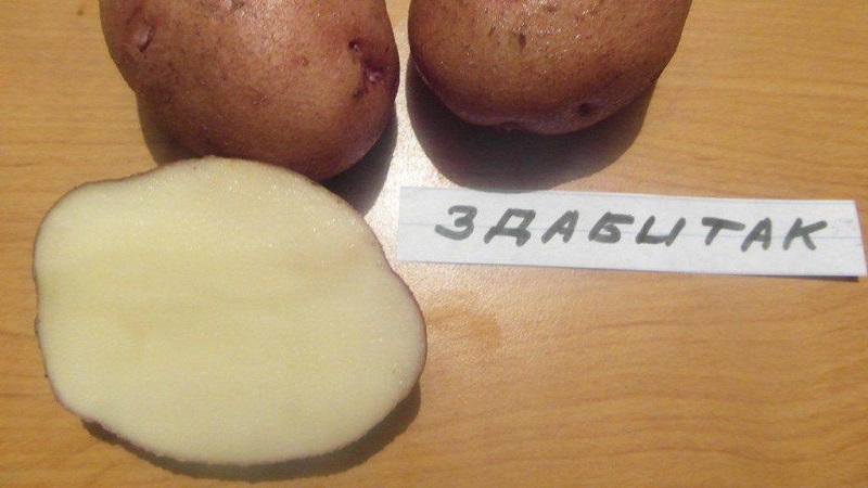 Mid-season talahanayan patatas iba't-ibang Zdabytak na may pinahabang mga oval tubers