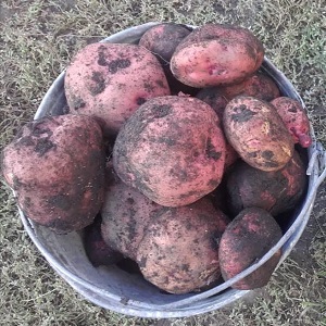 Variété de pomme de terre de table mi-saison Zdabytak avec tubercules ovales allongés