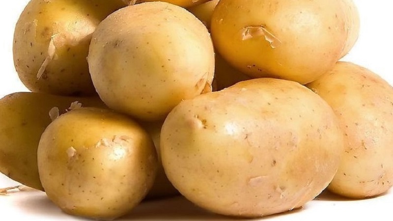 Talahanayan patatas Krepish para sa isang mapag-init na klima