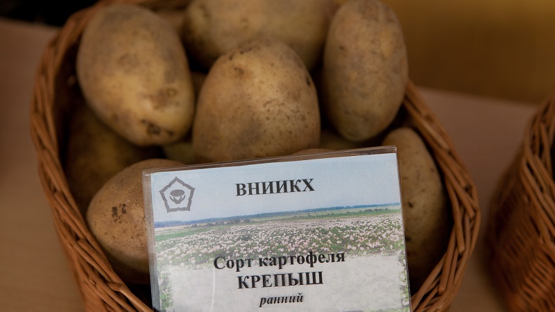 Talahanayan patatas Krepish para sa isang mapag-init na klima