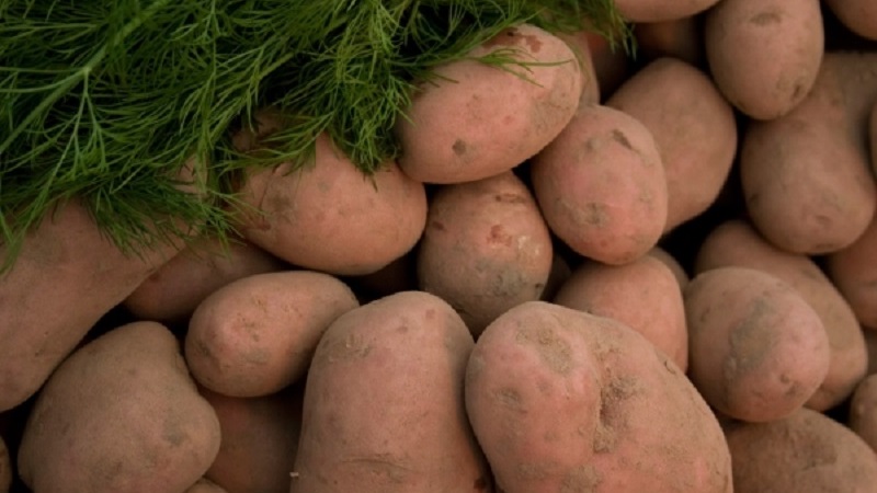 Variété résistante et productive de pommes de terre de table Vecteur par les éleveurs biélorusses