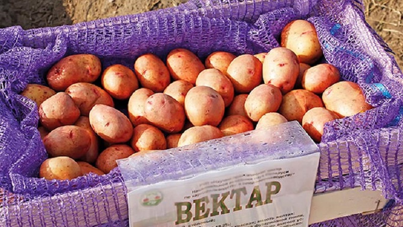 Variété résistante et productive de pommes de terre de table Vecteur par les éleveurs biélorusses