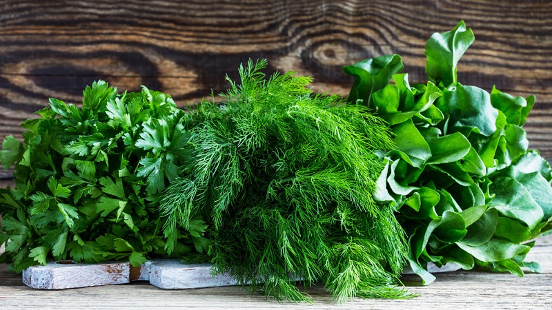 Dill är en grönsak eller inte: egenskaper och beskrivning av växten