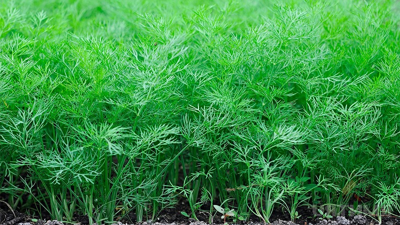 שמיר הוא ירק או לא: מאפיינים ותיאור של הצמח