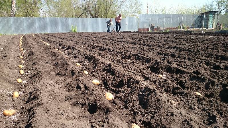 Variété de pomme de terre sans prétention Tôt le matin: même les débutants peuvent cultiver