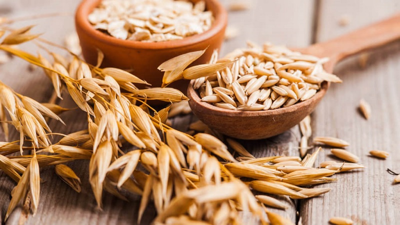 Ang pangunahing pagkakaiba sa pagitan ng mga oats at barley