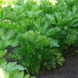 Å vokse og ta vare på blad selleri utendørs fra planting til høsting