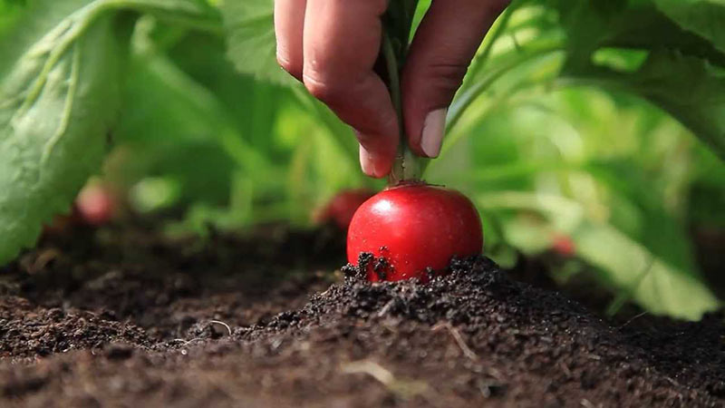 Tecnologia de cultivo de rabanete de A a Z para jardineiros iniciantes