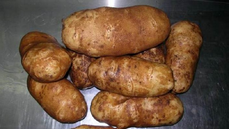 Yüksek verimli, iddiasız sofralık patates çeşidi Innovator