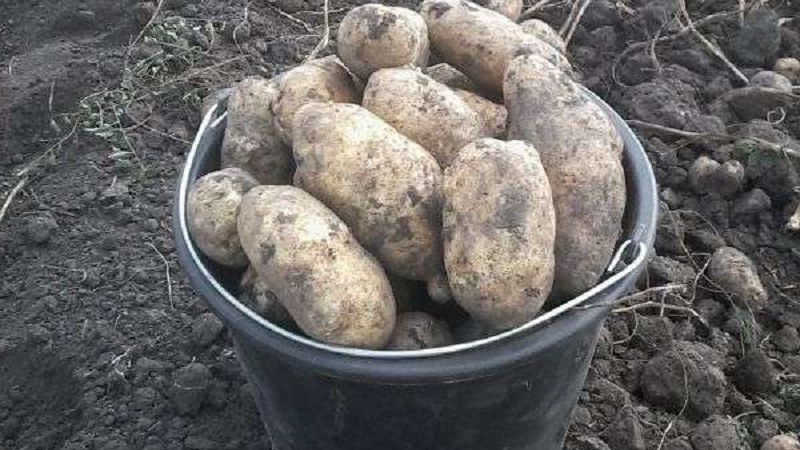 Yüksek verimli, iddiasız sofralık patates çeşidi Innovator
