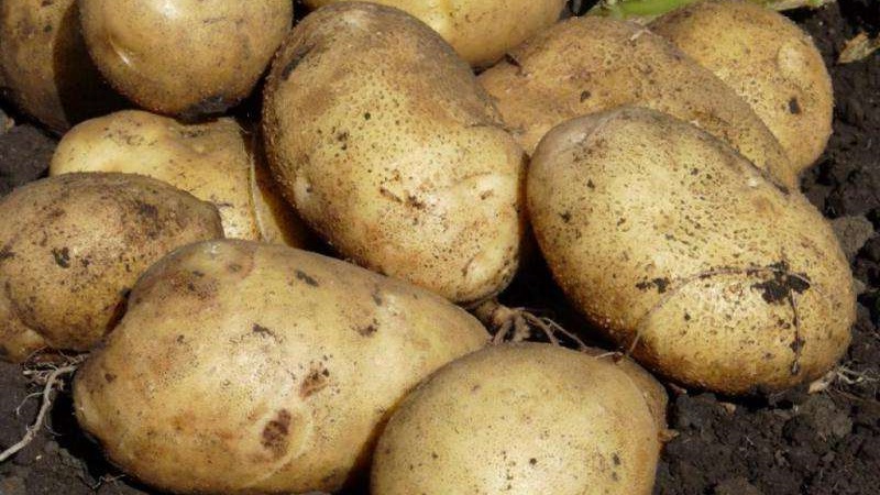 Aukšto derlingumo bulvių veislė „Baltoji gulbė“ su dideliais gumbavaisiais