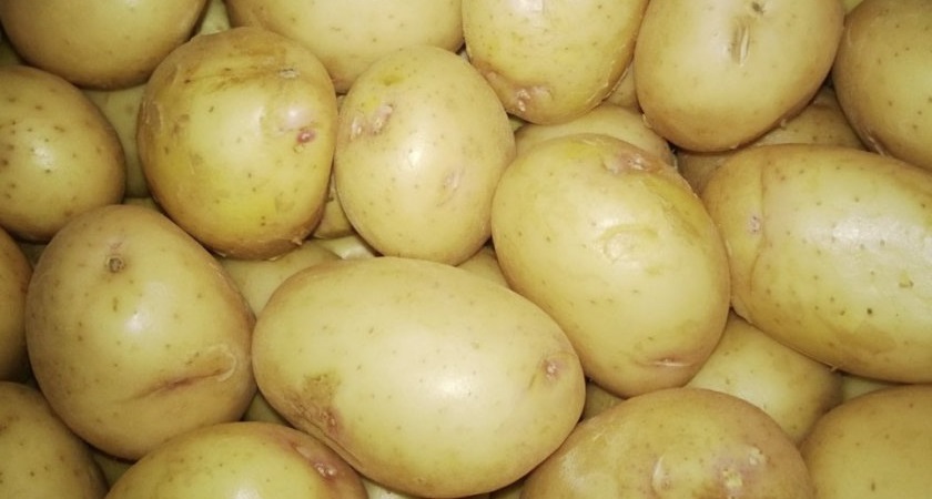 Giống khoai tây cao sản Thiên nga trắng với củ to
