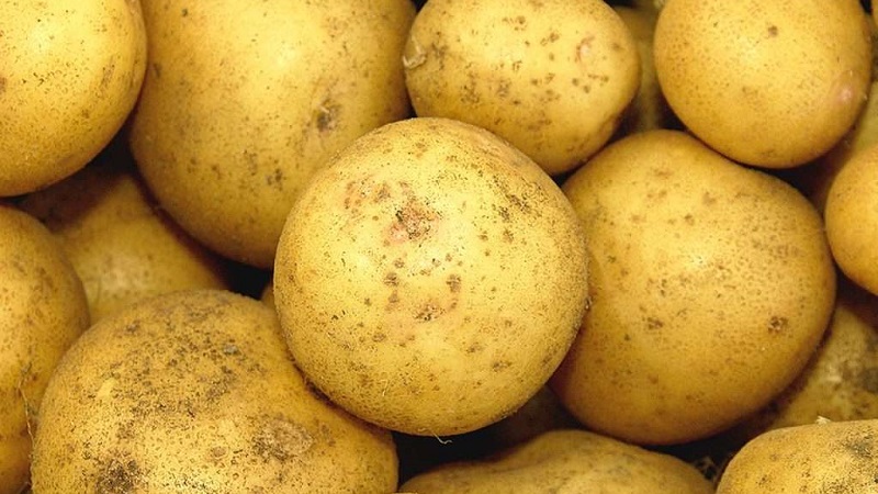 מגוון תפוחי אדמה מניב גבוהה ברבור לבן עם פקעות גדולות