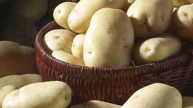 High-yielding potato variety White Swan with large tubers