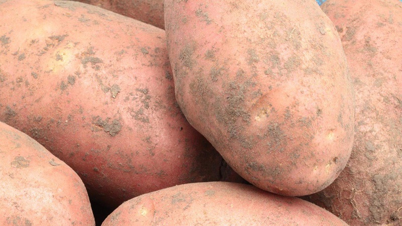 Variedad de patata de alto rendimiento Ermak con piel rosada