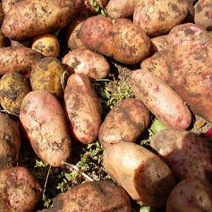 Vysoko výnosná odroda zemiakov Ermak s ružovkastou pokožkou