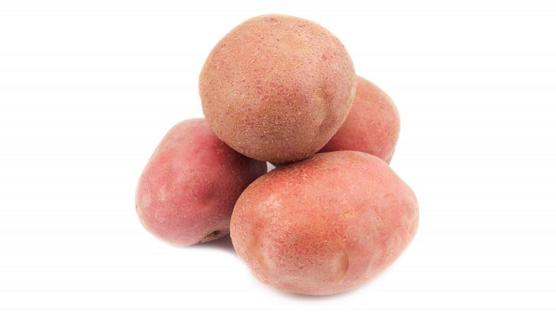 Högavkastande potatisvariant Ermak med rosa färg