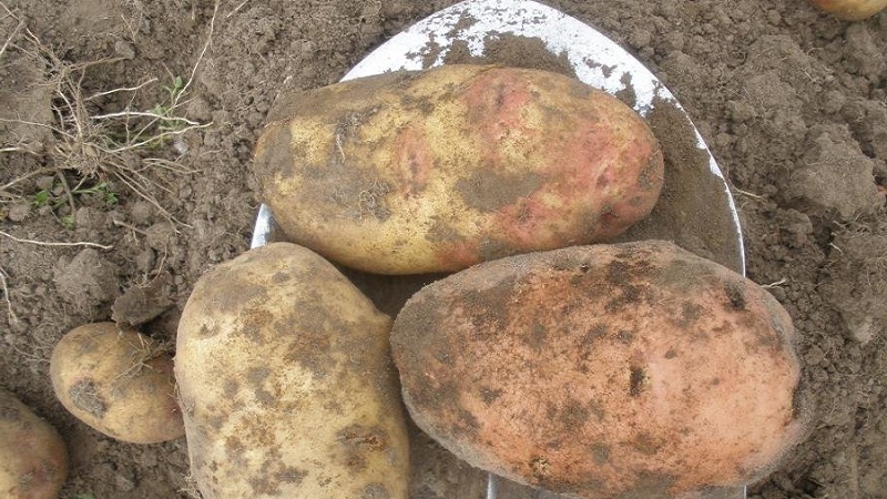 Wysokowydajna odmiana ziemniaka Ermak o różowawej skórce