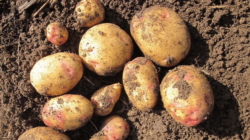 Wysokowydajna odmiana ziemniaka Ermak o różowawej skórce