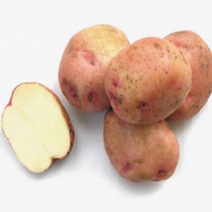 Varietà di patate ad alto rendimento Ermak con buccia rosata