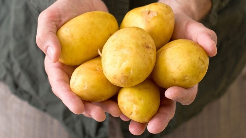 Mga iba't ibang patatas na may mataas na patubig na mababang magsasaka sa pagpapanatili
