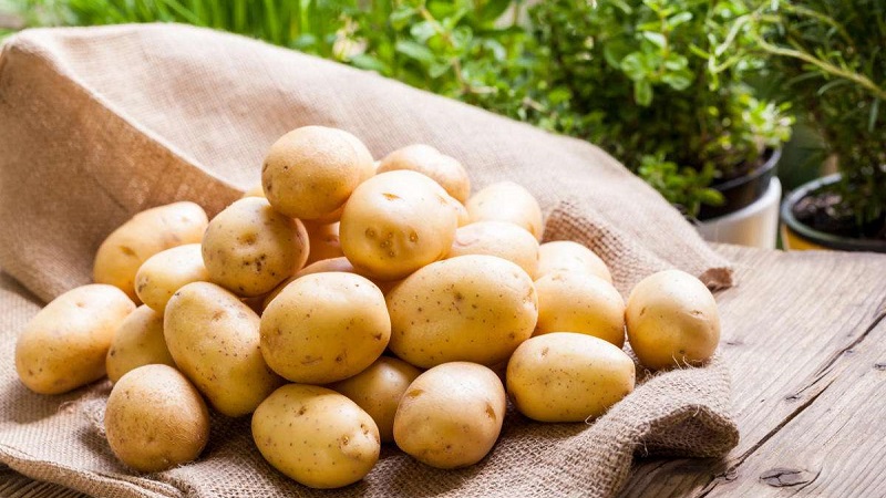 متى وكيف يتم جمع بذور البطاطس بشكل صحيح من التوت