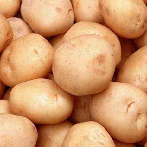 Mga iba't ibang patatas na may mataas na patubig na mababang magsasaka sa pagpapanatili