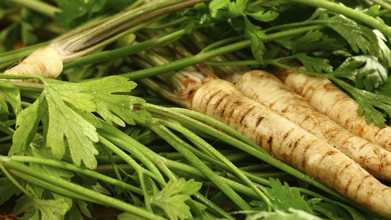 Healing parsley root: medicinal properties and contraindications