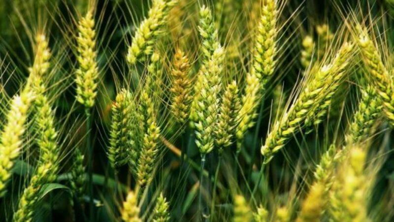Visão geral da variedade de trigo de inverno Yuka