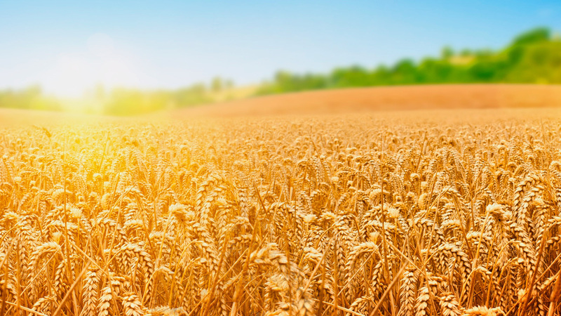 Pourquoi la variété de blé Thunder est-elle bonne et quelles sont ses caractéristiques