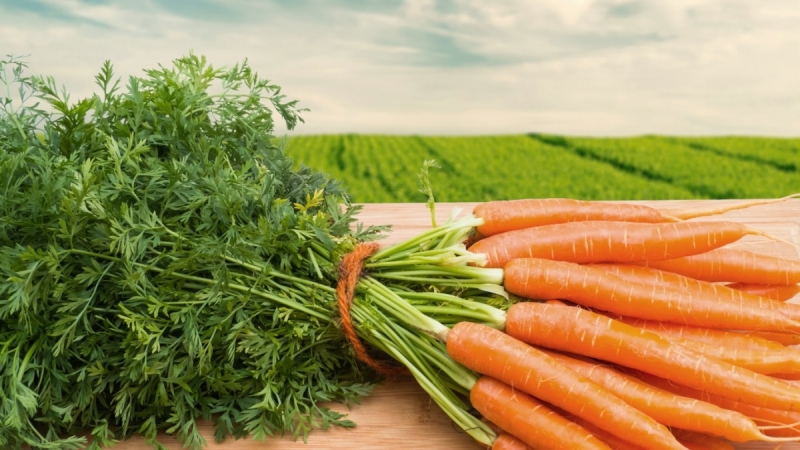 Hoeveel wortels moet je eten om het zicht te verbeteren en welke vitamines zitten er in de samenstelling